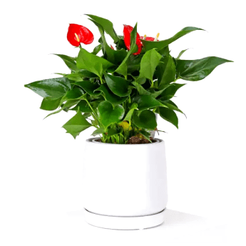 Anthurium In Ceramic Pot