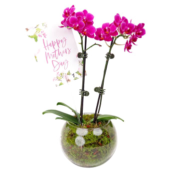 Happy Mothers Day Orchid Fishbowl