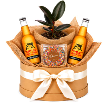 🌿🍺 Ruby Ficus & Brews Plant Hamper 🍺🌿