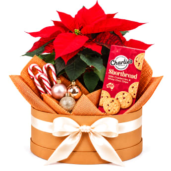 🌺🎁 Poinsettia & Festive Delights Plant Hamper 🎄❤️