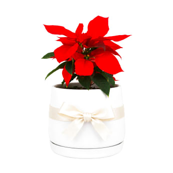 Poinsettia In Ceramic Pot