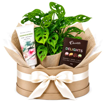 🌿🤍 Monstera Moments Plant Hamper 🤍🌿