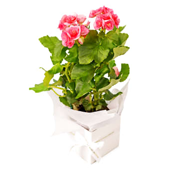 Botanical Beauty For Mum