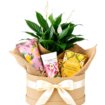 🌿🤍 Peaceful Moments Plant Hamper 🤍🌿