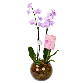 Birthday Orchid Plant In Glass Fish Bowl