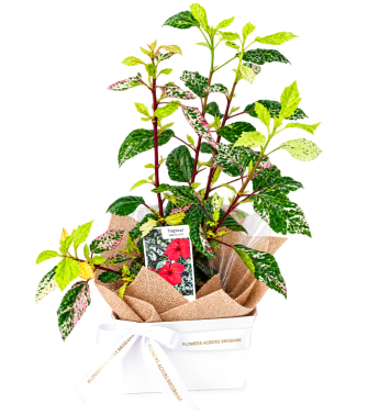 🌺🌿 Tropical Splash Hibiscus 🌿🌺