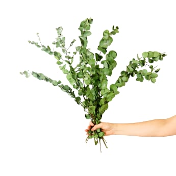 Dried Eucalyptus Gum Bunch