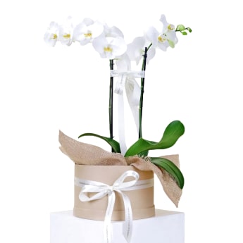 Indulgent Orchids