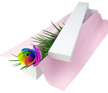 Single Rainbow Rose