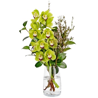 Cymbidium Paradise Vase