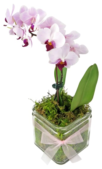 Phalaenopsis Vase Cube
