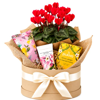 ❤️🌿 Heartfelt Moments Plant Hamper 🌿❤️