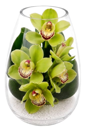 Beauty Beheld Cymbidium Orchid Vase