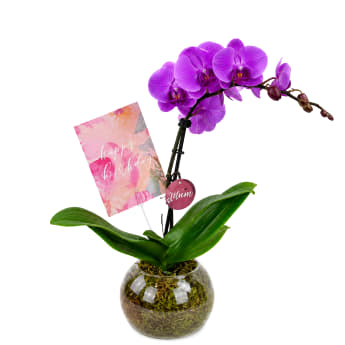 Birthday Orchid Plant In Glass Fish Bowl