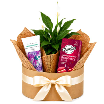 🤍🌸 Peaceful Bliss Plant Hamper 🌸🤍
