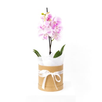 Graceful Orchid Plant