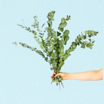 Dried Eucalyptus Gum Bunch