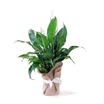 Peace Lily Plant