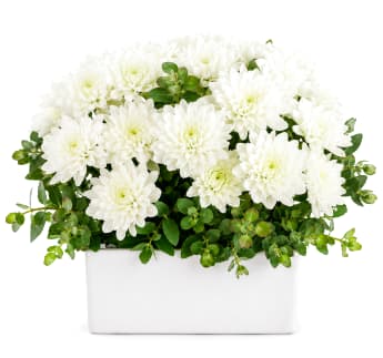 🤍 Chrysanthemum Charm Arrangement 🤍