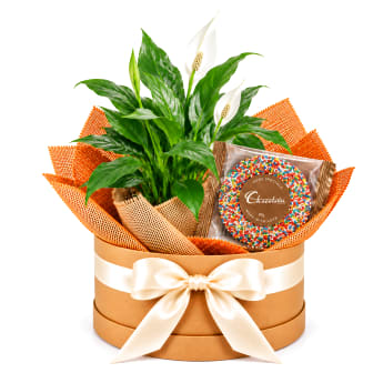 🤍🍫 Peace Lily & Sweet Moments 🍫🤍