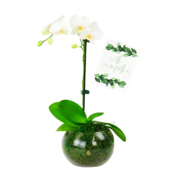 Sympathy Orchid Plant