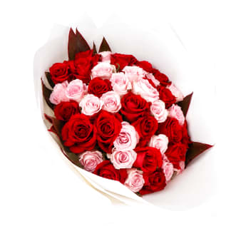 50 Rose Grandeur