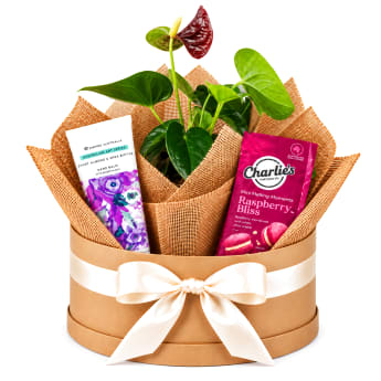 🌿💗 Blushing Beauty Anthurium Plant Hamper 💗🌿