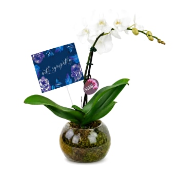 🤍🕊️ Peaceful Memories Orchid 🕊️🤍