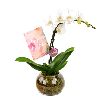 Birthday Orchid Plant In Glass Fish Bowl