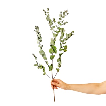 Dried Eucalyptus Gum Stem