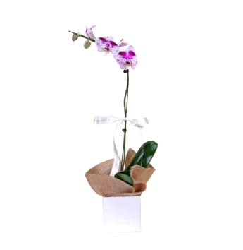 Phalaenopsis Orchid Gift Boxed Plant