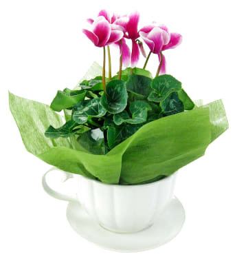 Morning Meadow Cyclamen