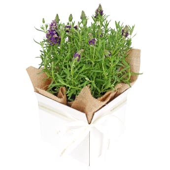 Boxed Lavender Plant