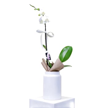 Elegant Phalaenopsis Orchid In Pot