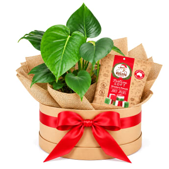 🎄🌿 Christmas Cheer & Greenery Plant Hamper 🌿🎄