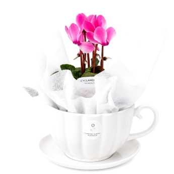 A Cupful Of Cyclamen