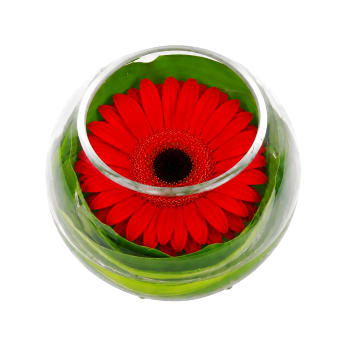 Gerbera Bowl