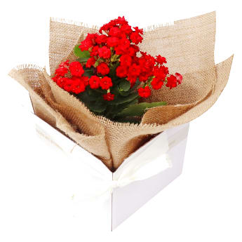 Kalanchoe Bloom Box