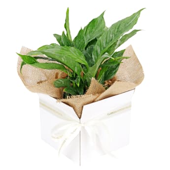 Mini Peace Lily