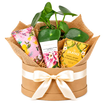 🌿💕 A Moment Of Calm Plant Hamper 💕🌿