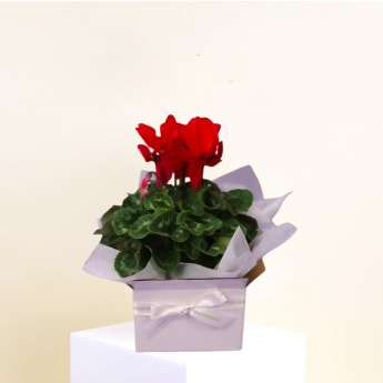 Cyclamen Delight