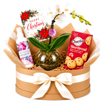🎄🤍 Christmas Orchid & Sweet Serenity Plant Hamper 🤍🎄