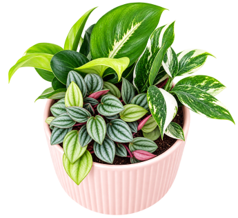 🌿🩷 Blushing Indoor Garden 🩷🌿