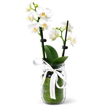 Phalaenopsis Mason Jar