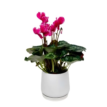 Classic Charm Cyclamen
