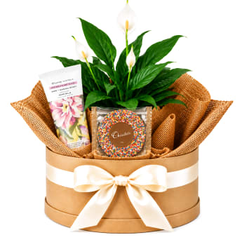 🌿💕 Peace, Pamper & Sweetness Plant Hamper 💕🌿