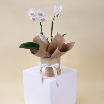 Petite Phalaenopsis Hatbox