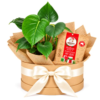 🎄🌿 Christmas Cheer & Greenery Plant Hamper 🌿🎄