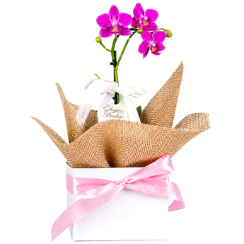 Gift Boxed Orchid Gem