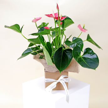 Gift Boxed Anthurium Plant